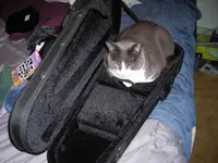 Riddy In The Case 1.webp