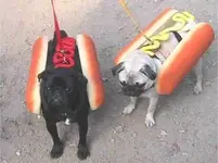 HotDogs.webp