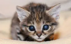 247.webp