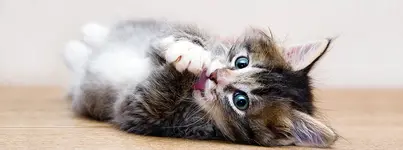 Bringing-Your-Kitten-Home_f968d7e4-043a-4260-b717-d88bd8ab3b6c.webp