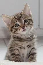 5aedece8e7604a7f726fb28e439ac4ed.webp