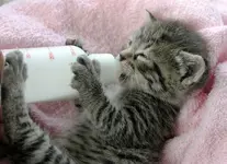 what-to-feed-kitten.webp