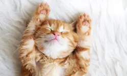 best-kitten-names-1.webp