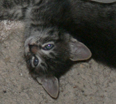 P1120672_crop.webp