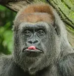 Gorilla Tongue111.webp