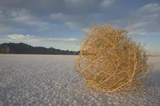 tumbleweed2.webp
