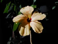 P1010107.webp