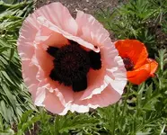 poppy.webp