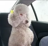 A Very Funky Poodle .webp