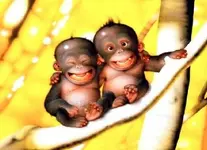 monkeys.webp