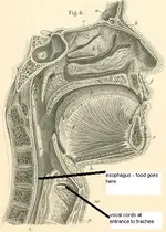 pharynx.webp