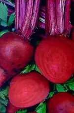 beets.webp