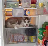 CoolDog.webp