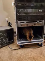 cat.webp