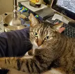 cat2.webp