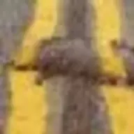 TexRoadkill