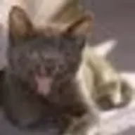 Gandalf