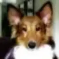 Louddog
