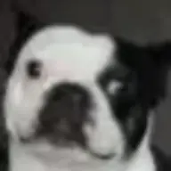 toddfugere