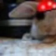 kojdogg