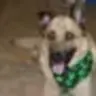 stumpypete
