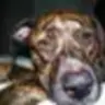 RebelDogg