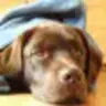 LabDog