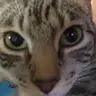 ZazzyKat
