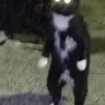 catboyforever