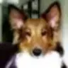 Louddog