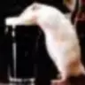rats