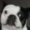 toddfugere