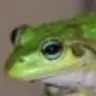 greenie