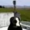 chukchek