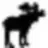 little_moose