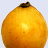 loquat